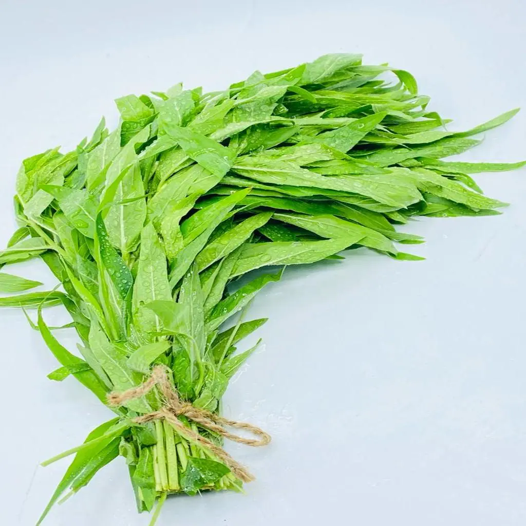 حبق